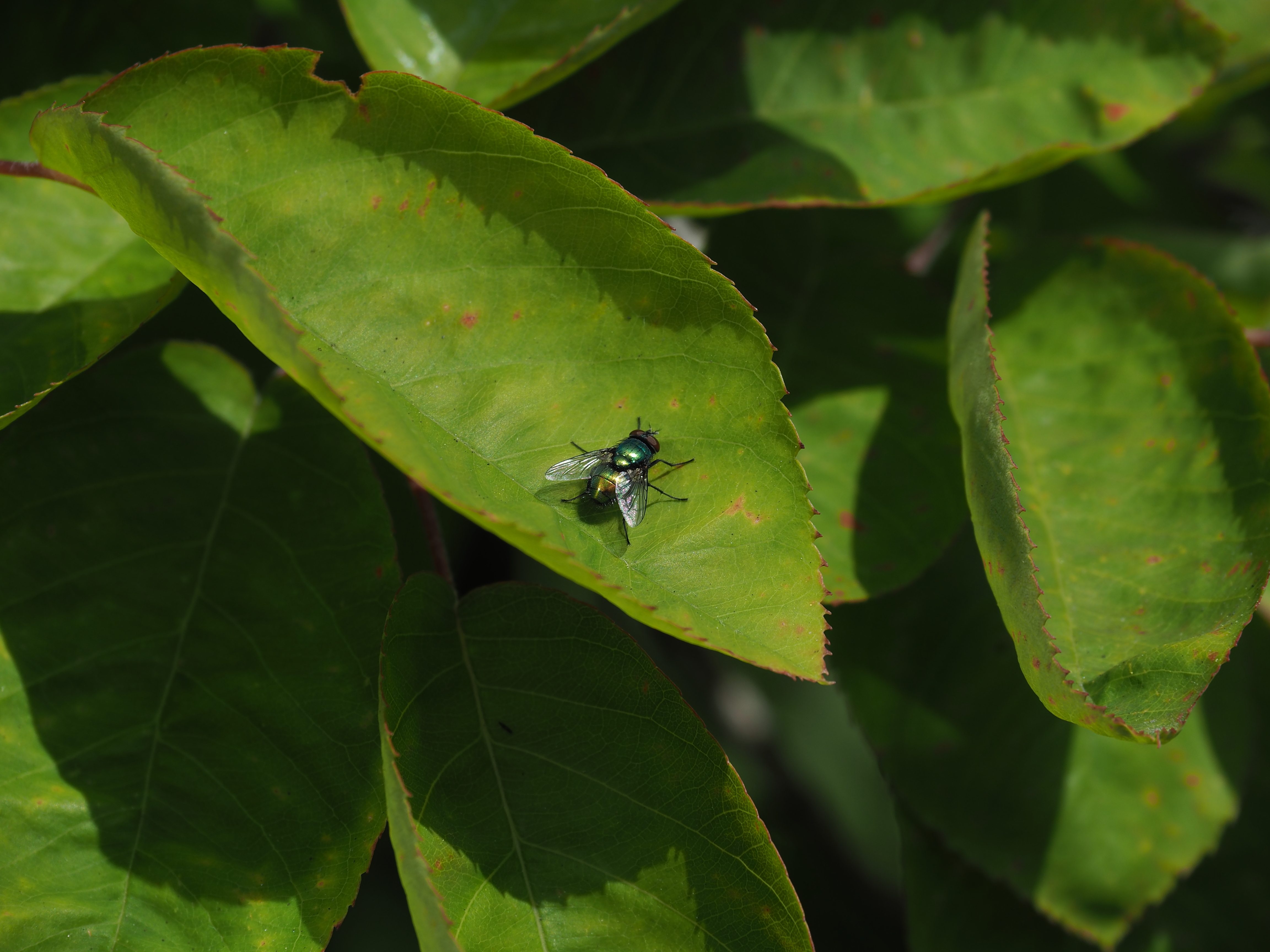 copyright dooiedakduif