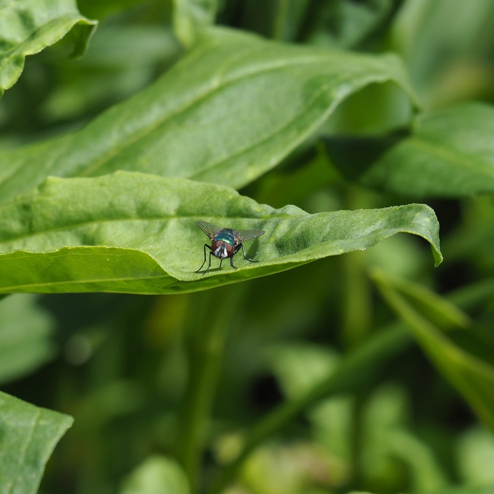 copyright dooiedakduif